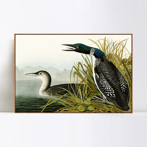 INVIN ART Framed Canvas Giclee Print Great Northern Diver or Loon by John James Audubon Wall Art Living Room Home Office Decorations