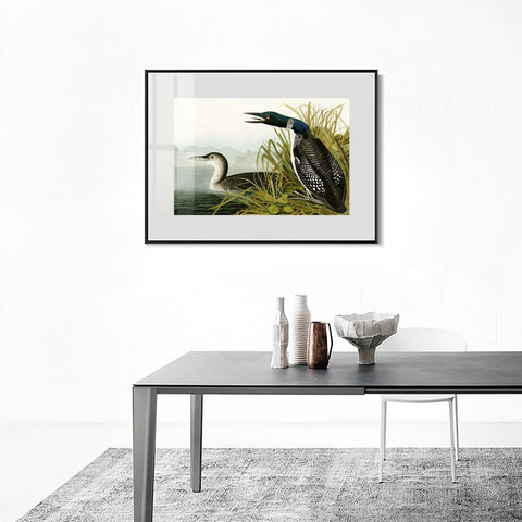 INVIN ART Metal Framed Canvas Giclee Print Great Northern Diver or Loon by John James Audubon Wall Art Living Room Home Office Decorations