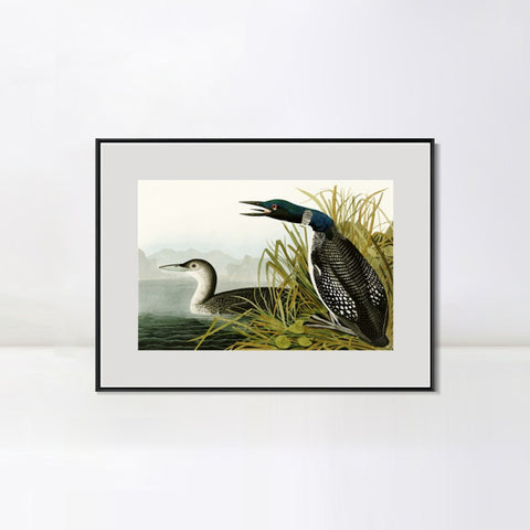 INVIN ART Metal Framed Canvas Giclee Print Great Northern Diver or Loon by John James Audubon Wall Art Living Room Home Office Decorations