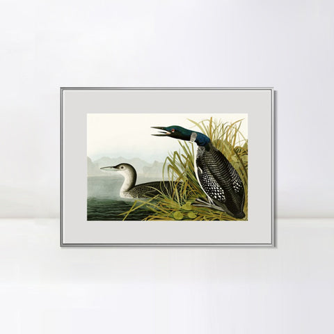 INVIN ART Metal Framed Canvas Giclee Print Great Northern Diver or Loon by John James Audubon Wall Art Living Room Home Office Decorations