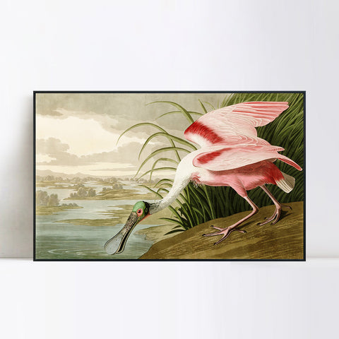INVIN ART Framed Canvas Giclee Print Roseate Spoonbill Bird by John James Audubon Wall Art Living Room Home Office Decorations