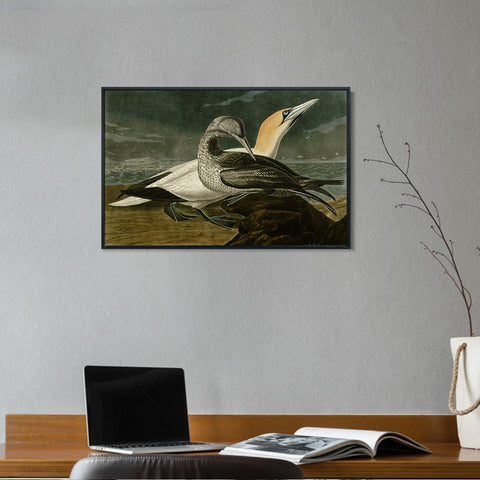INVIN ART Framed Canvas Giclee Print Gannet by John James Audubon Wall Art Living Room Home Office Decorations