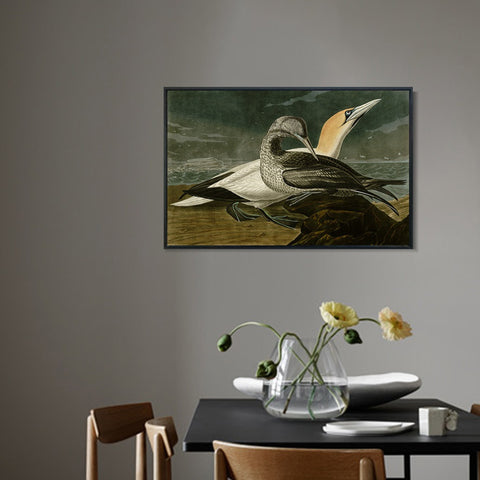 INVIN ART Framed Canvas Giclee Print Gannet by John James Audubon Wall Art Living Room Home Office Decorations