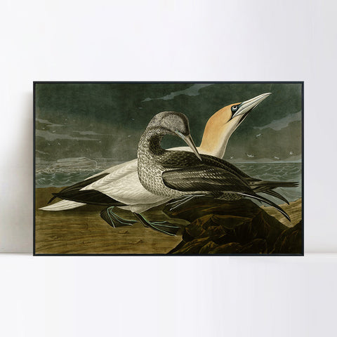 INVIN ART Framed Canvas Giclee Print Gannet by John James Audubon Wall Art Living Room Home Office Decorations