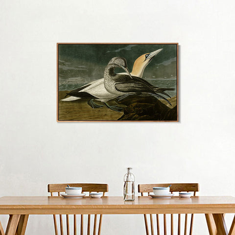 INVIN ART Framed Canvas Giclee Print Gannet by John James Audubon Wall Art Living Room Home Office Decorations