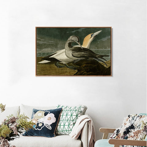 INVIN ART Framed Canvas Giclee Print Gannet by John James Audubon Wall Art Living Room Home Office Decorations