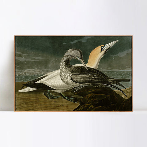 INVIN ART Framed Canvas Giclee Print Gannet by John James Audubon Wall Art Living Room Home Office Decorations
