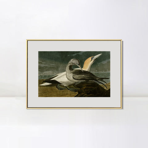 INVIN ART Metal Framed Canvas Giclee Print Gannet by John James Audubon Wall Art Living Room Home Office Decorations