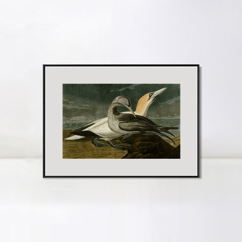 INVIN ART Metal Framed Canvas Giclee Print Gannet by John James Audubon Wall Art Living Room Home Office Decorations