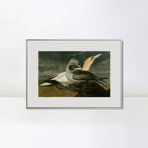 INVIN ART Metal Framed Canvas Giclee Print Gannet by John James Audubon Wall Art Living Room Home Office Decorations