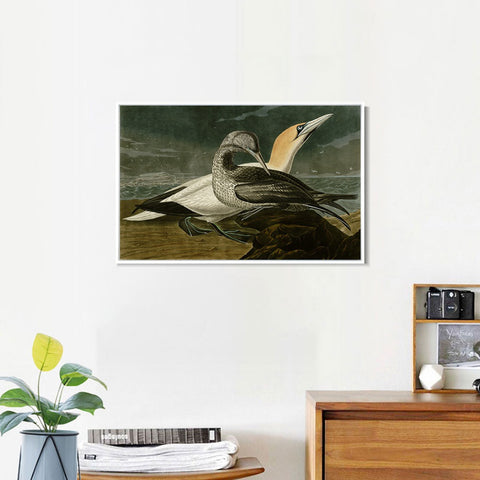 INVIN ART Framed Canvas Giclee Print Gannet by John James Audubon Wall Art Living Room Home Office Decorations