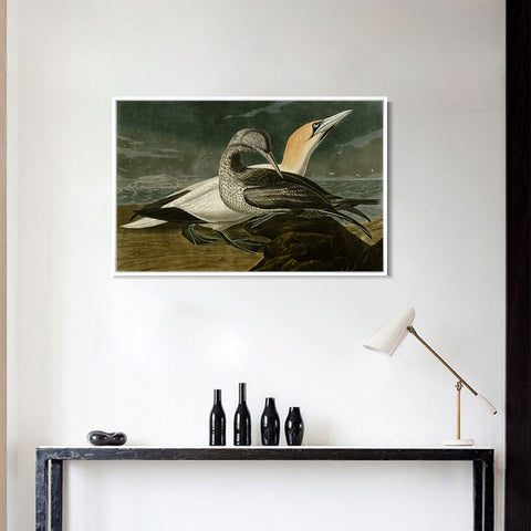 INVIN ART Framed Canvas Giclee Print Gannet by John James Audubon Wall Art Living Room Home Office Decorations