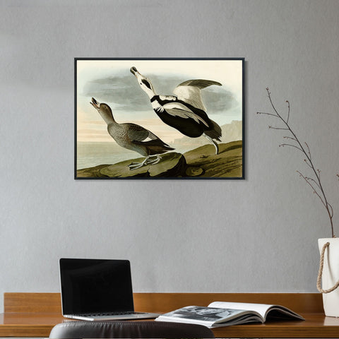 INVIN ART Framed Canvas Giclee Print Pied Duck by John James Audubon Wall Art Living Room Home Office Decorations