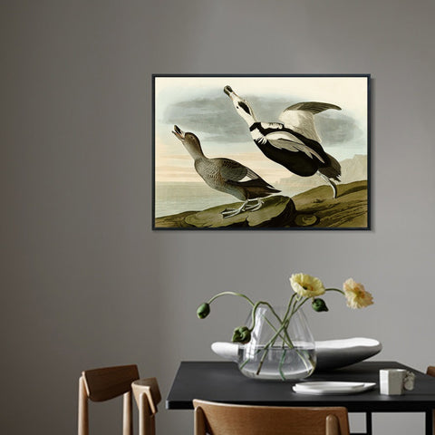 INVIN ART Framed Canvas Giclee Print Pied Duck by John James Audubon Wall Art Living Room Home Office Decorations