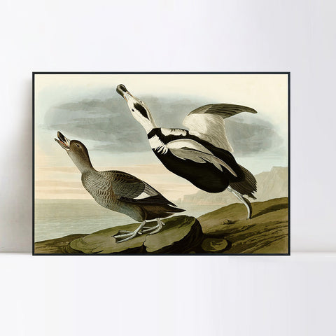 INVIN ART Framed Canvas Giclee Print Pied Duck by John James Audubon Wall Art Living Room Home Office Decorations