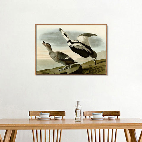 INVIN ART Framed Canvas Giclee Print Pied Duck by John James Audubon Wall Art Living Room Home Office Decorations