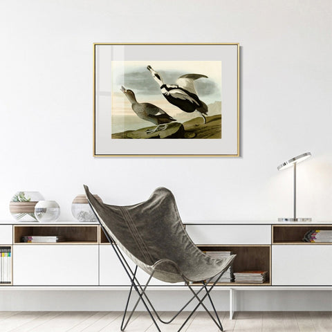 INVIN ART Metal Framed Canvas Giclee Print Pied Duck by John James Audubon Wall Art Living Room Home Office Decorations