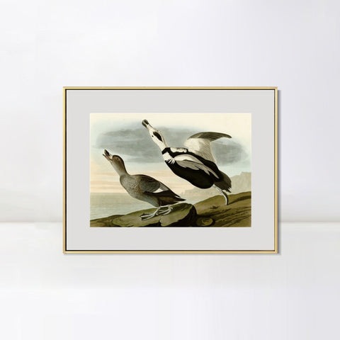 INVIN ART Metal Framed Canvas Giclee Print Pied Duck by John James Audubon Wall Art Living Room Home Office Decorations