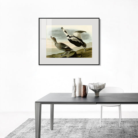 INVIN ART Metal Framed Canvas Giclee Print Pied Duck by John James Audubon Wall Art Living Room Home Office Decorations