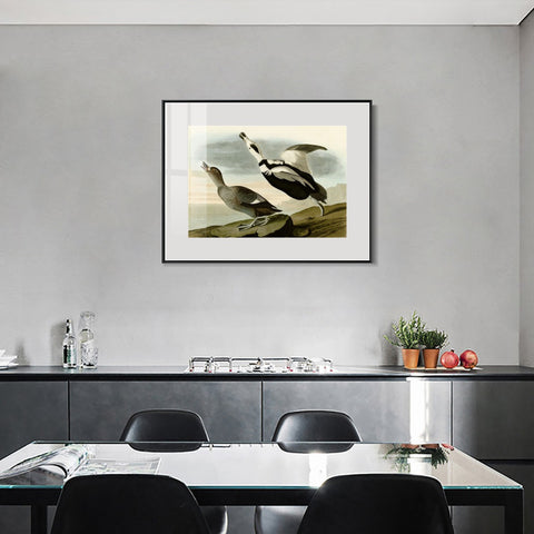 INVIN ART Metal Framed Canvas Giclee Print Pied Duck by John James Audubon Wall Art Living Room Home Office Decorations