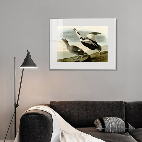 INVIN ART Metal Framed Canvas Giclee Print Pied Duck by John James Audubon Wall Art Living Room Home Office Decorations