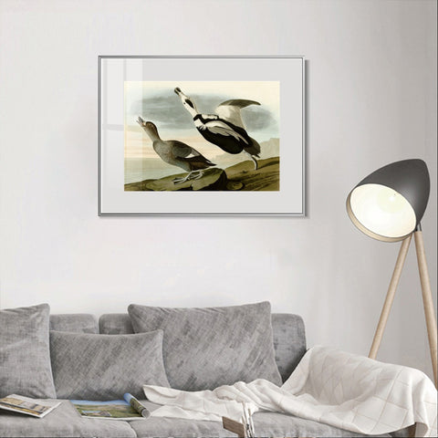 INVIN ART Metal Framed Canvas Giclee Print Pied Duck by John James Audubon Wall Art Living Room Home Office Decorations