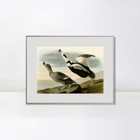 INVIN ART Metal Framed Canvas Giclee Print Pied Duck by John James Audubon Wall Art Living Room Home Office Decorations