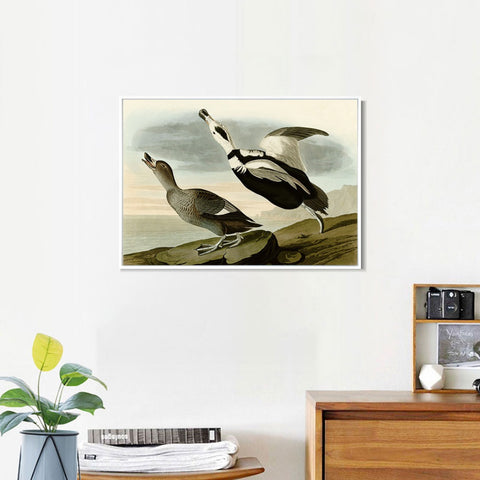 INVIN ART Framed Canvas Giclee Print Pied Duck by John James Audubon Wall Art Living Room Home Office Decorations