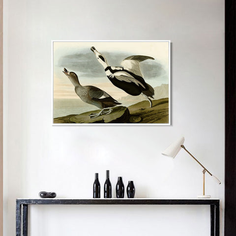 INVIN ART Framed Canvas Giclee Print Pied Duck by John James Audubon Wall Art Living Room Home Office Decorations