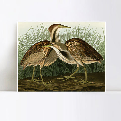 INVIN ART Framed Canvas Giclee Print American Bittern by John James Audubon Wall Art Living Room Home Office Decorations