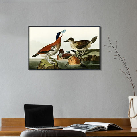 INVIN ART Framed Canvas Giclee Print Ruddy Duck by John James Audubon Wall Art Living Room Home Office Decorations