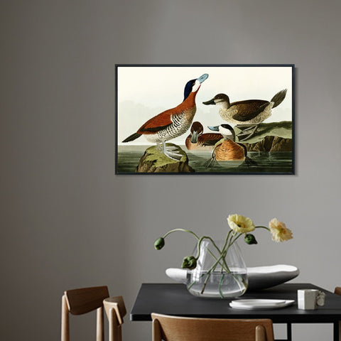 INVIN ART Framed Canvas Giclee Print Ruddy Duck by John James Audubon Wall Art Living Room Home Office Decorations