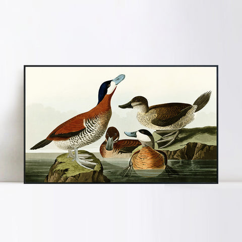 INVIN ART Framed Canvas Giclee Print Ruddy Duck by John James Audubon Wall Art Living Room Home Office Decorations