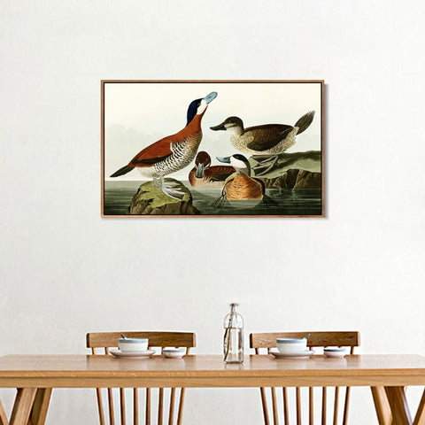 INVIN ART Framed Canvas Giclee Print Ruddy Duck by John James Audubon Wall Art Living Room Home Office Decorations