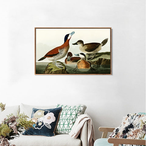 INVIN ART Framed Canvas Giclee Print Ruddy Duck by John James Audubon Wall Art Living Room Home Office Decorations