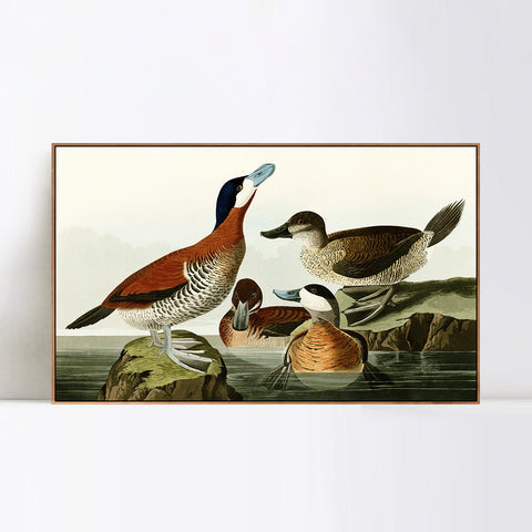 INVIN ART Framed Canvas Giclee Print Ruddy Duck by John James Audubon Wall Art Living Room Home Office Decorations