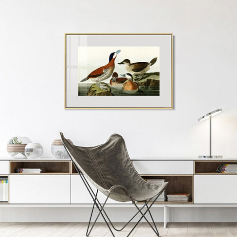 INVIN ART Metal Framed Canvas Giclee Print Ruddy Duck by John James Audubon Wall Art Living Room Home Office Decorations