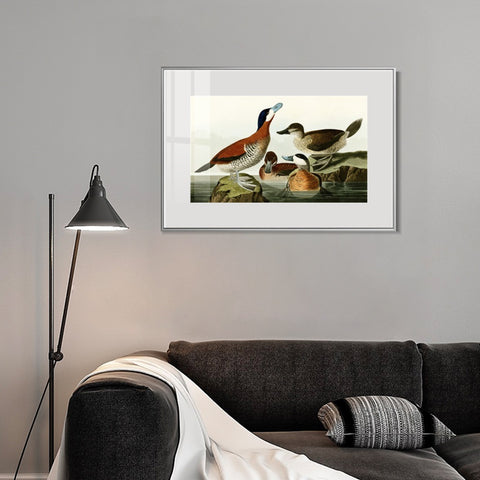 INVIN ART Metal Framed Canvas Giclee Print Ruddy Duck by John James Audubon Wall Art Living Room Home Office Decorations