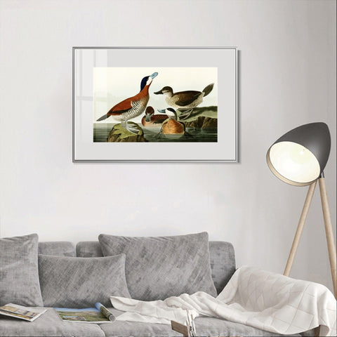 INVIN ART Metal Framed Canvas Giclee Print Ruddy Duck by John James Audubon Wall Art Living Room Home Office Decorations