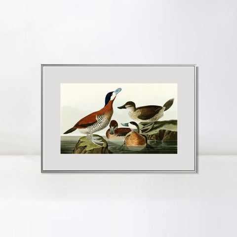 INVIN ART Metal Framed Canvas Giclee Print Ruddy Duck by John James Audubon Wall Art Living Room Home Office Decorations