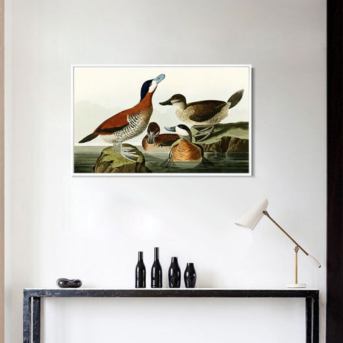 INVIN ART Framed Canvas Giclee Print Ruddy Duck by John James Audubon Wall Art Living Room Home Office Decorations