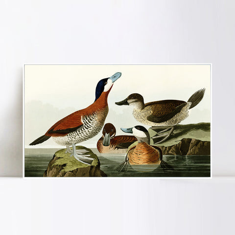 INVIN ART Framed Canvas Giclee Print Ruddy Duck by John James Audubon Wall Art Living Room Home Office Decorations