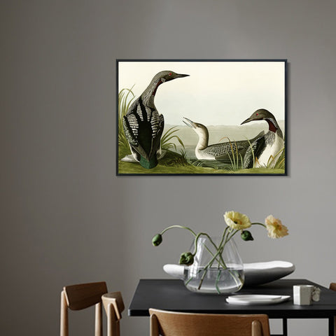 INVIN ART Framed Canvas Giclee Print Black Throated Diver by John James Audubon Wall Art Living Room Home Office Decorations