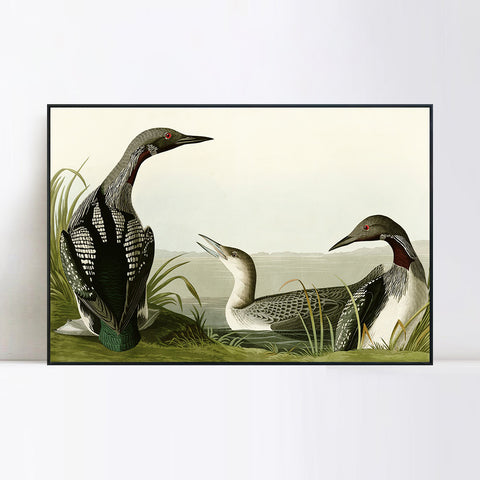 INVIN ART Framed Canvas Giclee Print Black Throated Diver by John James Audubon Wall Art Living Room Home Office Decorations