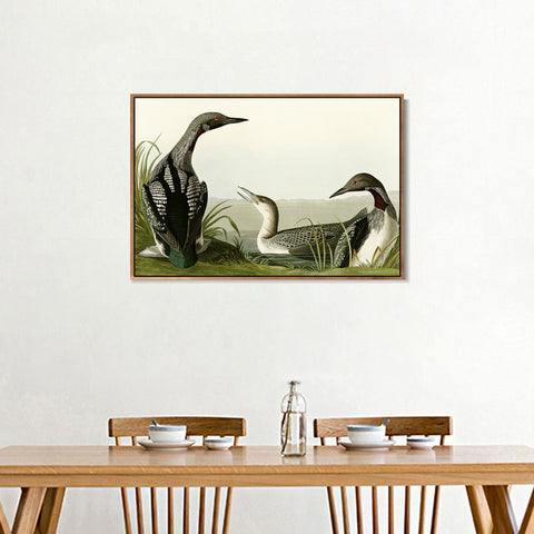 INVIN ART Framed Canvas Giclee Print Black Throated Diver by John James Audubon Wall Art Living Room Home Office Decorations