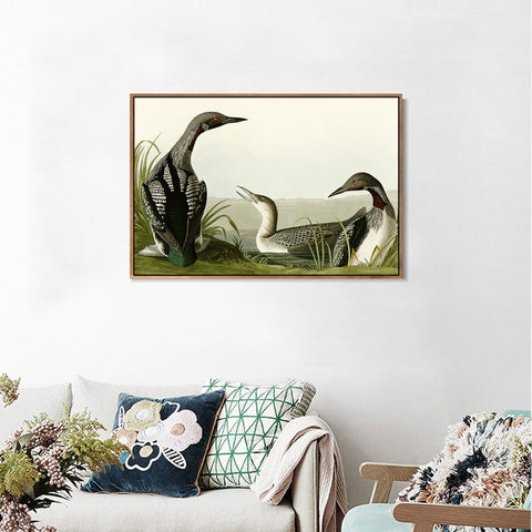INVIN ART Framed Canvas Giclee Print Black Throated Diver by John James Audubon Wall Art Living Room Home Office Decorations