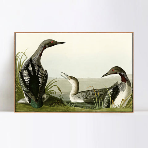 INVIN ART Framed Canvas Giclee Print Black Throated Diver by John James Audubon Wall Art Living Room Home Office Decorations