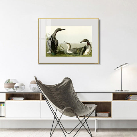 INVIN ART Metal Framed Canvas Giclee Print Black Throated Diver by John James Audubon Wall Art Living Room Home Office Decorations