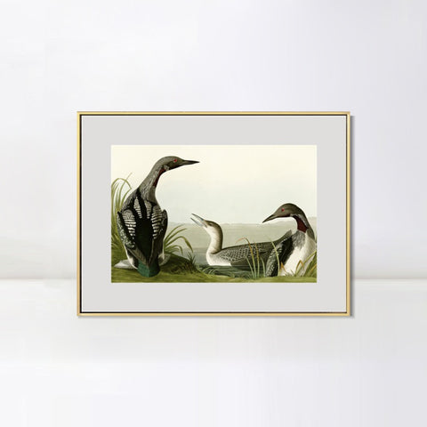 INVIN ART Metal Framed Canvas Giclee Print Black Throated Diver by John James Audubon Wall Art Living Room Home Office Decorations