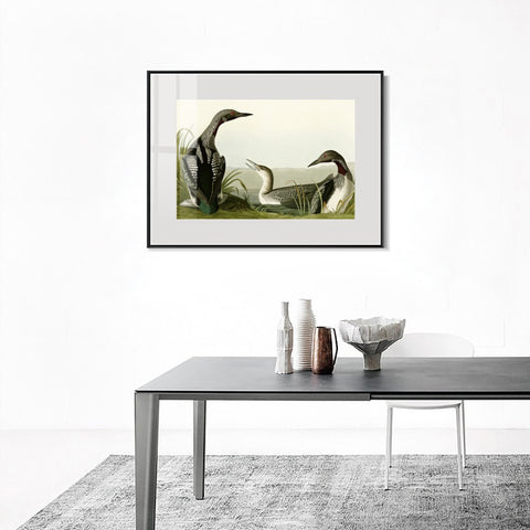 INVIN ART Metal Framed Canvas Giclee Print Black Throated Diver by John James Audubon Wall Art Living Room Home Office Decorations